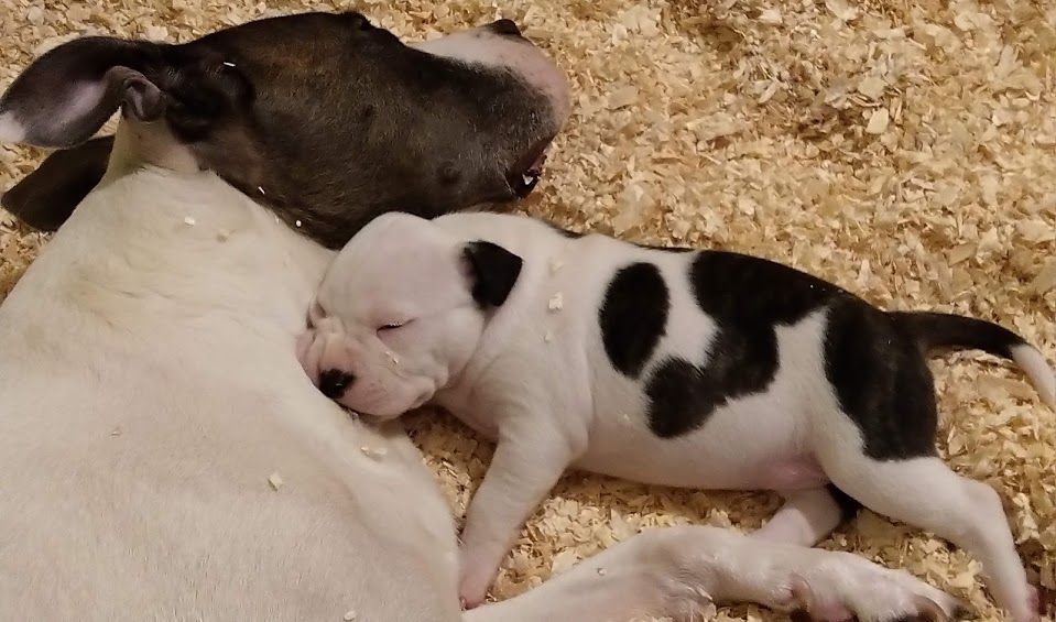 Du Domaine De Némésis - American Staffordshire Terrier - Portée née le 20/09/2018