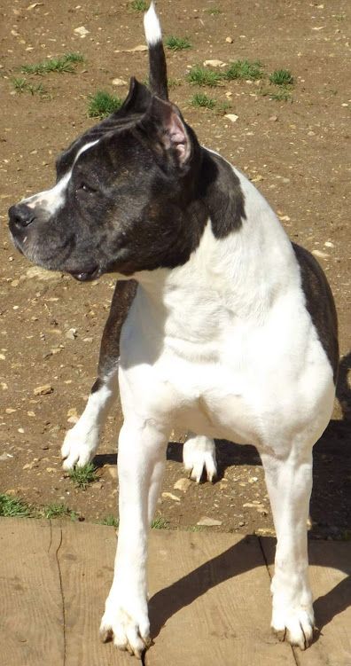 D'labotane ultimo junior du domaine de Zeus