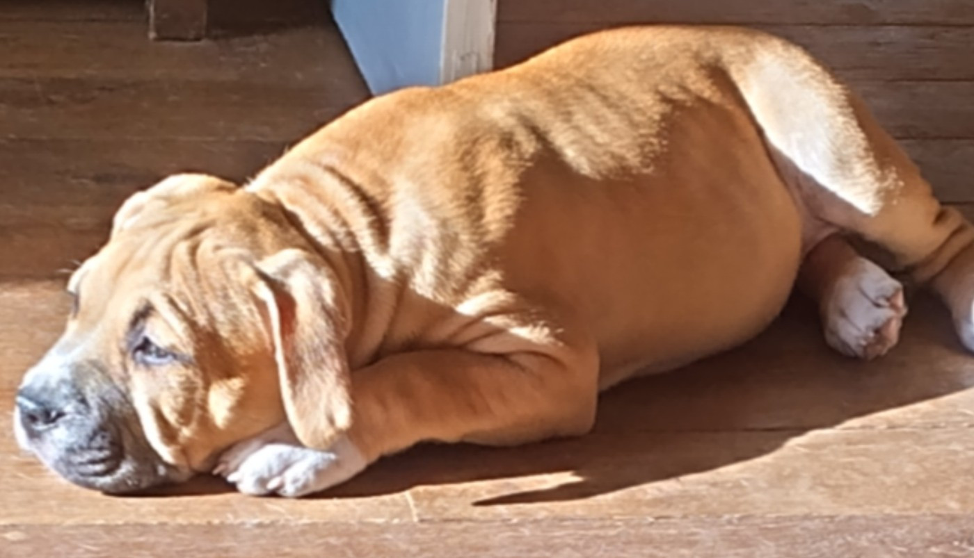 Arkana for némésis (Sans Affixe)