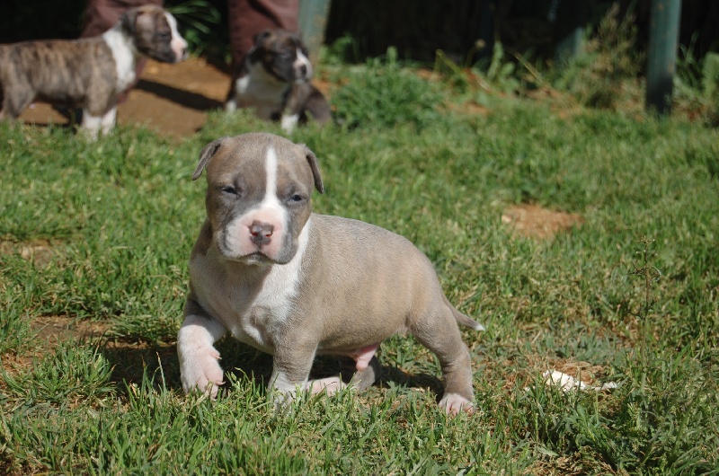 chiots diablesse et juju     2010