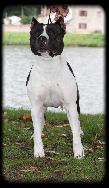 Du Domaine De Némésis - American Staffordshire Terrier - Portée née le 08/11/2011